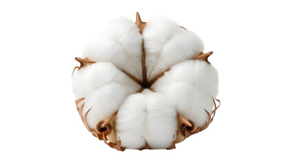 Close up of a fluffy cotton boll against a stark black background natural texture
