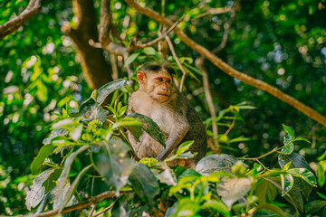 Fototapeta premium Macaque monkey sitting among dense green leaves in tropical forest. Wildlife primate hidden in natural habitat, surrounded by lush vegetation.
