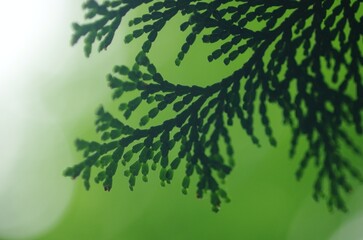 ヒノキの葉のシルエット