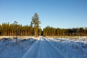 A winter road in a pine forest. A snow-covered forest road.