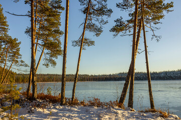 Beautiful pine trees on the shore of a winter lake