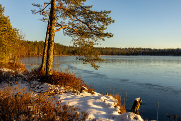 Beautiful pine trees on the shore of a winter lake