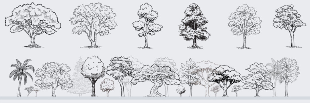 Minimal style cad tree line drawing, Side view, set of graphics trees elements outline symbol for architecture and landscape design drawing. outdoor forest garden section