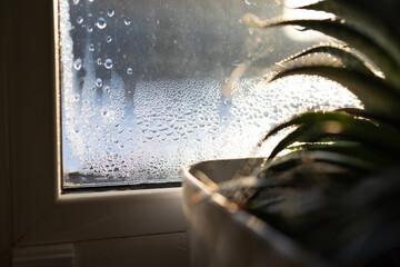 Moisture gathers on a window, showing the need for proper ventilation in homes. A plant sits nearby, illustrating the importance of maintaining humidity levels to fight mold.