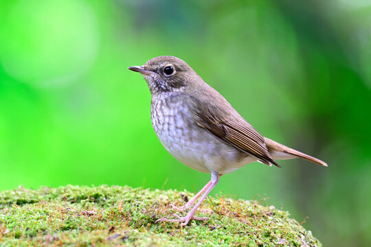 brown wing to red tail and streak chest bird proudly perching on mossy ground, rufous-tailed robin, beautiful tiny bird in nature - Powered by Adobe
