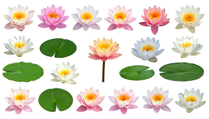 Digitally arranged collection of lotus flowers in various colors with lily pads