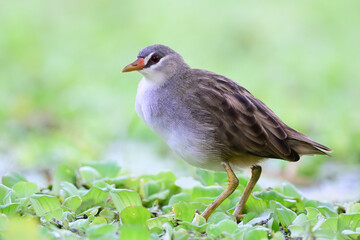 grey bird with white belly to chest and chin and up to its brow walking on floating plants, White-browed Crake; Poliolimnas cinereus