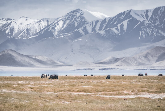 Yaks grazing and wandering across grassy pastures in the Tien Shan Mountains of the Pamirs in Tajikistan, against a backdrop of snow-capped mountain peaks and glaciers, panorama near Lake Karakul - Powered by Adobe
