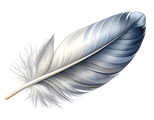 Elegant Gray and White Seagull Feather with Texture