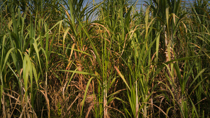 Lush Green Sugarcane Field  Agricultural Crop Growth