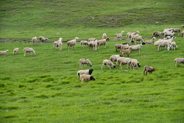 Fototapeta premium The sheep of the grasslands