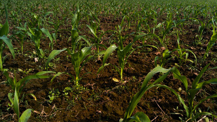 Lush Green Young Corn Plants  Agricultural Field Growth