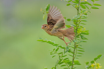 Baya weaver (Ploceus philippinus) perched on tree branch in natural habitat and taking off, blurred forest background, West Bengal, India