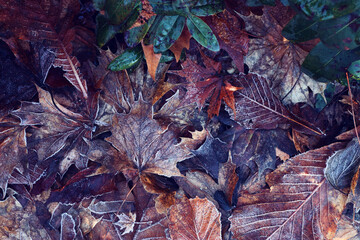 Background of tree leaves with frost detail in nature