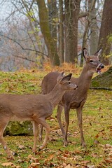 Mom deer and baby deer