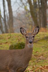 White tailed deer
