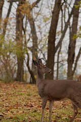 Deer in the forest