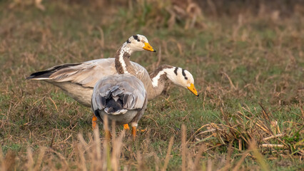 Obraz premium Bar-headed goose (Anser indicus) forageing in an island with a blurred background at Keoladeo National Park, Bharatpur, Rajasthan, India