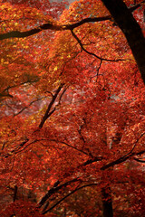 Bright red maple leaves glow vividly under the soft seasonal sunlight