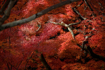 Trees transform into a stunning display of bright red maple leaves during the fall season