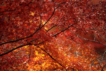 Bright red maple leaves. The foliage turns brilliant shades of crimson as the weather cools