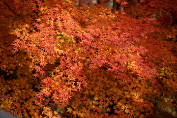 Sunlight filters through layers of scarlet leaves, creating a warm atmosphere of bright red maple leaves