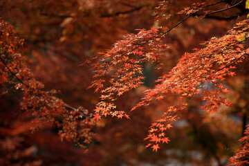 Bright red maple leaves. The forest becomes a sea of deep red tones as fall reaches its peak