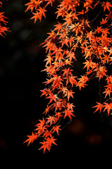 Bright red maple leaves blanket the ground with rich, warm colors of autumn