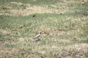 A horned lark stands in a grassy field on a mountain plateau. Alaudidae in the wild
