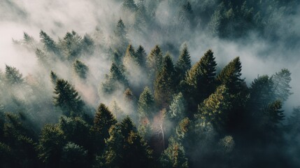 Dramatic sunbeams breaking through foggy evergreen forest for cinematic landscape backgrounds and atmospheric nature visuals