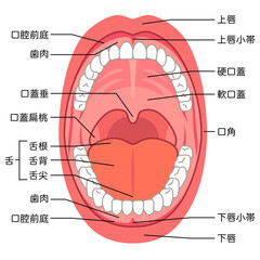 口の中　口腔内の構造 © koti