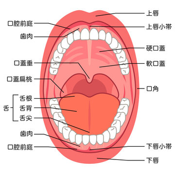 口の中　口腔内の構造