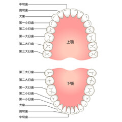歯の名称　歯列 © koti
