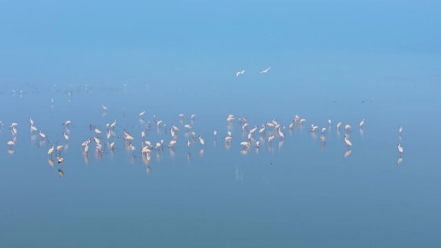 A flock of migratory birds, Oriental white storks and cranes, forage and roost in the wetlands of Poyang Lake.