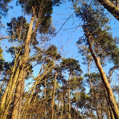tall pine tree on bly sky