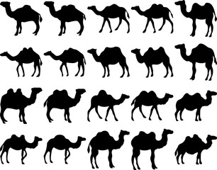 Camel Silhouette Islamic Illustration