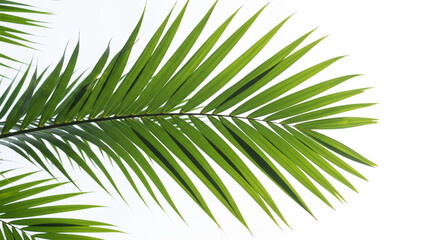Obraz premium Emerald Fronds: a close-up of vibrant green palm leaves radiating vitality, their intricate patterns on display against the bright backdrop.