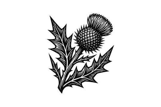 Black and white thistle plant artwork. Outline flower drawing. Traditional scottish element for design.