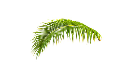 A vibrant green palm leaf displayed on a white background, ideal for tropical themes, summer graphics, and botanical design elements.