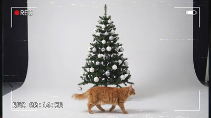 Cute Cat Walking Under Christmas Tree with Ornaments on White Background