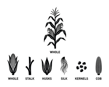 Corn plant with components. Whole corn, stalk, husks, silk, kernels, cob. Monochrome agricultural icon set.