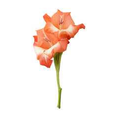 Beautiful orange gladiolus flower stem isolated on transparent background