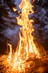 a beautiful bonfire in forest
