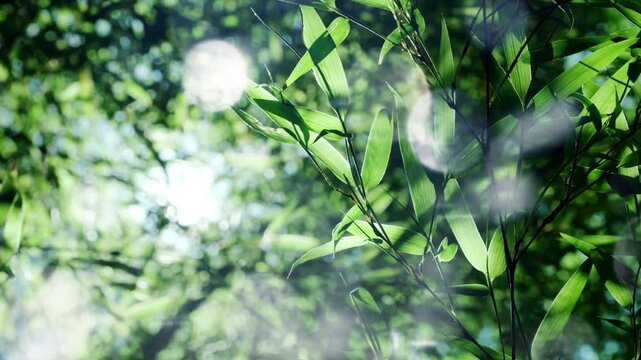 夏・初夏　風に揺れる太陽の光を浴びて木漏れ日を透かしキラキラ輝く竹林の竹笹の葉のスローモーション　美しい日本の庭園・自然の季節の背景　アウトドア・七夕・旅行・観光の風景 輝く丸ボケ
