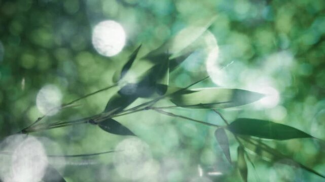 夏・初夏　風に揺れる太陽の光を浴びて木漏れ日を透かしキラキラ輝く竹林の竹笹の葉のスローモーション　美しい日本の庭園・自然の季節の背景　アウトドア・七夕・旅行・観光の風景 輝く丸ボケ