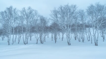 Winter landscape action snowy forest scene nature content tranquil environment aerial viewpoint serene concept