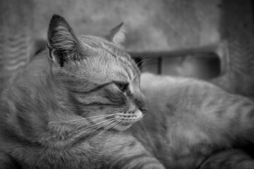 This black-and-white photo captures the moment when a cat looks at the world with a calmness that only curious creatures possess.