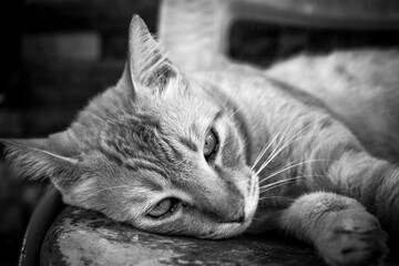 This black-and-white photo captures the moment when a cat looks at the world with a calmness that only curious creatures possess.