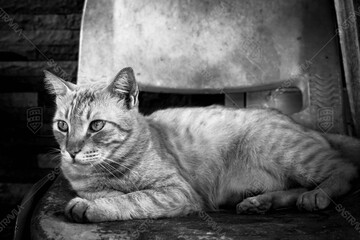 This black-and-white photo captures the moment when a cat looks at the world with a calmness that only curious creatures possess.