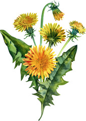Naklejka premium Watercolor illustration of bright yellow dandelion flowers with detailed green leaves. A natural botanical element perfect for spring designs, herbal themes, labels, packaging and floral decorations.